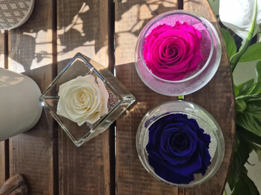 Trois roses éternelles, blanche, fuchsia et bleu nuit, dans des coupes de verre posées sur du bois